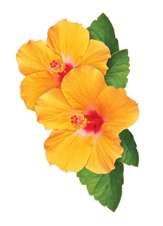 CHI CurlyCare Curl Shampoo, Hydrates Curls, Reduces Frizz & Increases Elasticity & Strength, Sulfate, Paraben, & Cruelty-Free, 25 Oz-VivaGrace Women