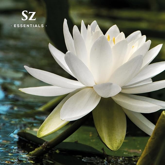 White Lotus 100% Pure, Essential Natural Oil - Extracted from Nymphaea Lotus - Rich & Sweet Scent, with Exotic Floral Overtones - Therapeutic Grade & Vegan - 0.17 fl oz (5ml)-VivaGrace Women