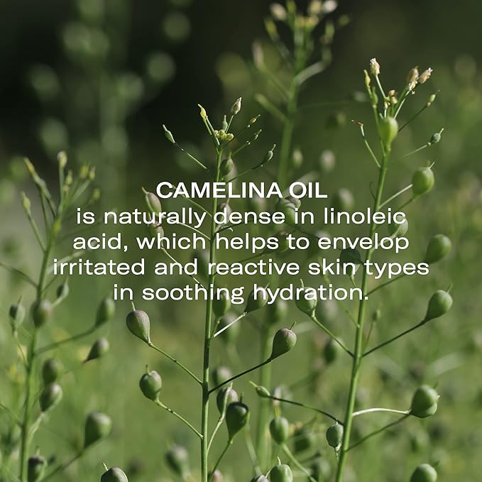 Odacité Anti Aging Serum Concentrate with Camelina + Chamomile, For Sensitive Skin Glow - Lightweight and Hydrating Facial Oil for Redness, Sensitivity & Irritation - 0.17 fl. oz-VivaGrace Women