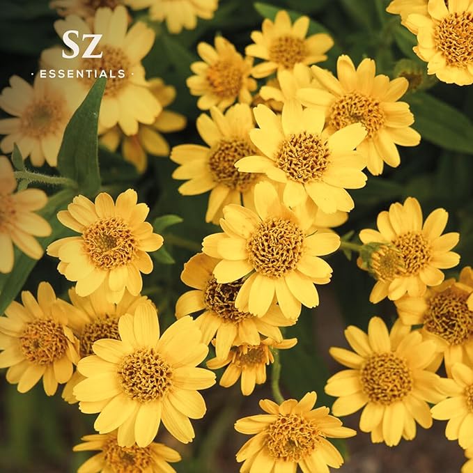 Arnica Essential Oil (Arnica Montana) – Therapeutic Grade, 100% Pure & Undiluted with Fresh Herbal Aroma for Soothing Relief, Aromatherapy, Muscle Recovery & Skin Care - Vegan 0.17 oz-VivaGrace Women