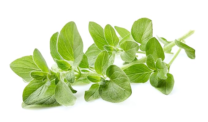 US Organic 100% Pure Oregano Essential Oil - USDA Certified Organic, Steam Distilled (30 ml)-VivaGrace Women