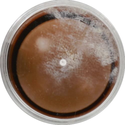 wet n wild MegaGlo Makeup Stick, Buildable Color, Versatile Use, Cruelty-Free & Vegan - Call Me Maple-VivaGrace Women