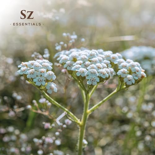 Blue Yarrow Essential Oil – 100% Pure – Calming & Grounding – Deep Blue Steam-Distilled Oil from Achillea millefolium – Aromatherapy, Self-Care & Natural Perfumery – 0.22 fl oz (6.5 mL)-VivaGrace Women