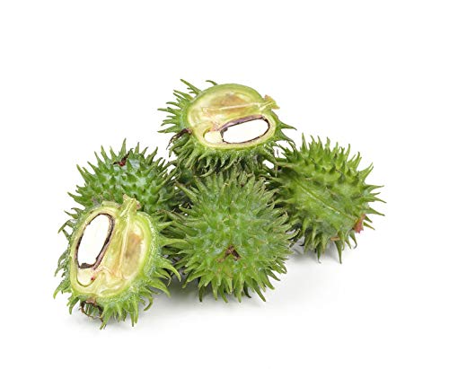 US Organic Castor Oil, USDA Certified Organic,Expeller Pressed, Hexane Free, 100% Pure & Natural moisturizing and emollient properties, For Skin, Hair Care, Eyelashes, DIY projects (4 oz (115 ml))-VivaGrace Women