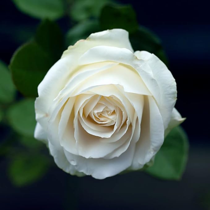 Dr Joe Lab White Rose Water Hydrosol - Pure Natural Distilled Bulgarian Rosewater Vegan Hydrating Toning Spray Mist Face Hair Skin Pores Locs Dreads - Packaging May Vary (8 oz)-VivaGrace Women