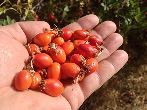 US Organic Rosehip Seed Oil, USDA Certified Organic, Cold Pressed, Virgin Organic, Amber Glass Bottle and Glass Eyedropper for Easy Application - 4 oz (115 ml)-VivaGrace Women