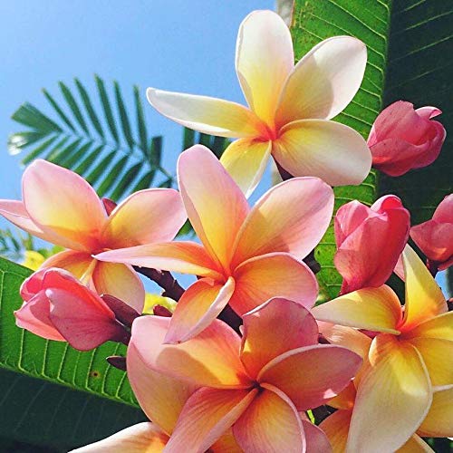 Pure Fiji Spa Gifts for Women and Man - Body Gift Box Include: Sugar Scrub , Bath and Body Oil, Body Butter and Body Lotion, Scent Frangipani-VivaGrace Women