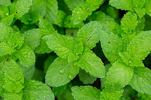 US Organic 100% Pure Peppermint Essential Oil - USDA Certified Organic - 15 ml - w/Improved caps and droppers (More Size Variations Available)-VivaGrace Women