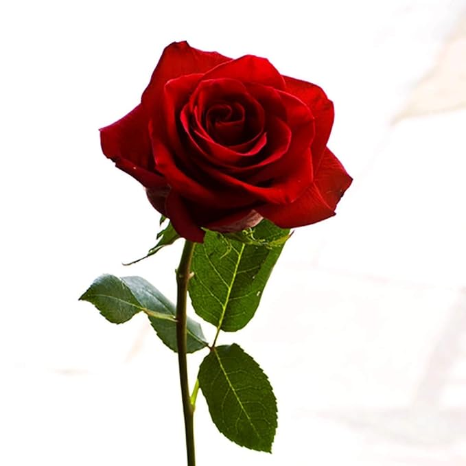 Organic Honey Rose Natural Moisturizing Lip Balm, Natural Lip Repair, Healing Organic Shea Butter, 0.60 Ounce (Pack of 4)-VivaGrace Women