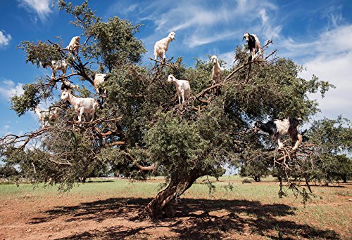 US Organic Moroccan Argan Oil, Cold-Pressed Virgin, USDA Certified, 100% Pure, Unrefined, for Hair, Skin, Nail & Cuticle Care, in Amber Glass Bottle, Sourced from Morocco (4 oz (Large))-VivaGrace Women