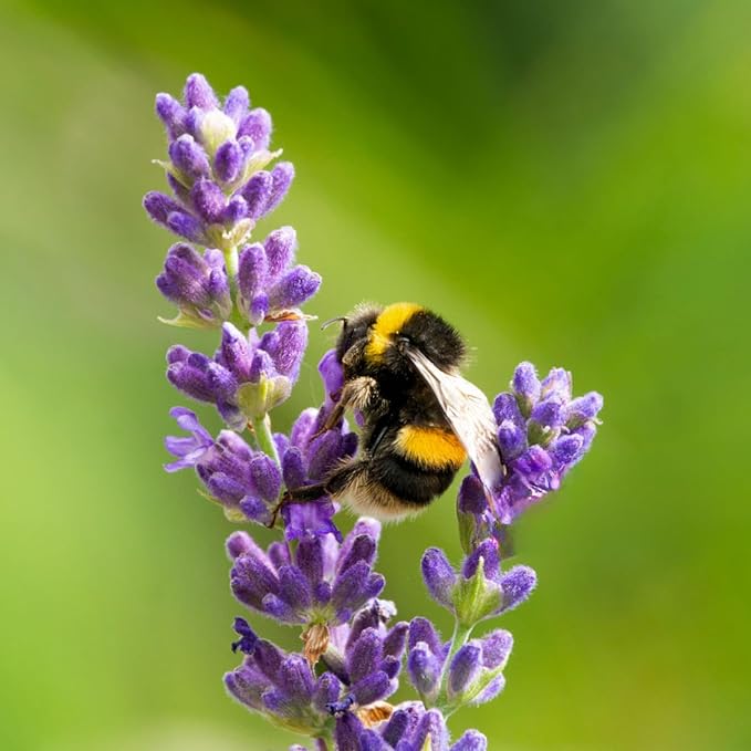 Lavender Aerated Lip Balm tin - Single-VivaGrace Women