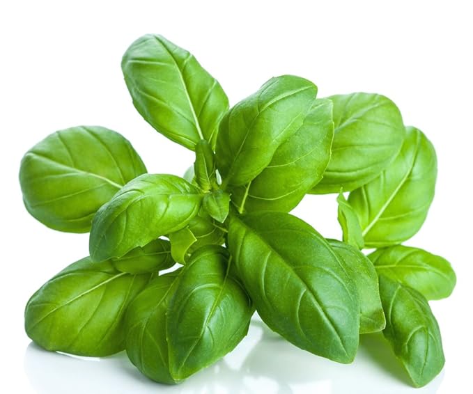 US Organic 100% Pure Basil Essential Oil - USDA Certified Organic, Steam Distilled, 15 ml-VivaGrace Women