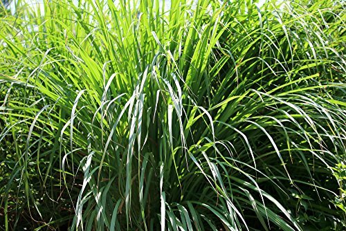 US Organic Citronella Essential Oil, USDA Certified, 100% Pure, 15 ml Pack of 2, Improved caps and droppers – Used for Skin Care, Many DIY Projects Like Candle Making and Much More-VivaGrace Women