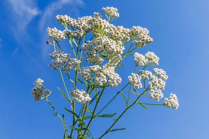 US Organic 100% Pure Yarrow Essential Oil, USDA Certified Organic, Steam Distilled, Achillea Millefolium, Therapeutic Grade, Calming & Soothing, Skin Care & Aromatherapy, Sourced from Bulgaria (5 ml)-VivaGrace Women