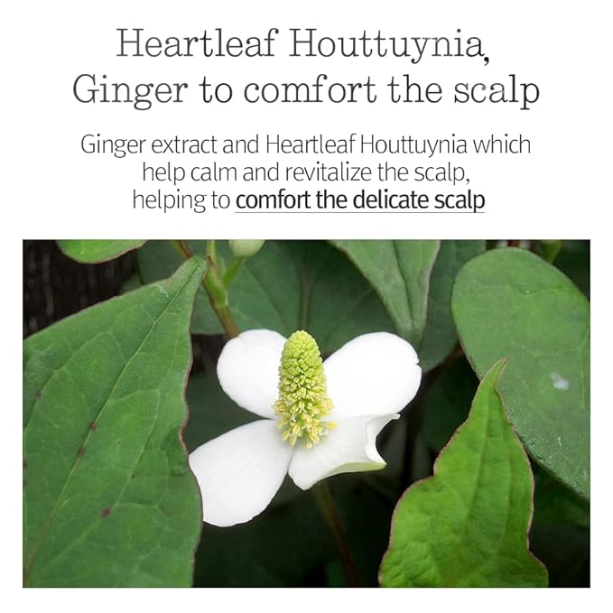 PYUNKANG YUL Hair&Body Travel Kit | Shampoo, Conditioner, Body Wash, Lotion, Spa Kit, 4 items | Low pH, Moisturizing, Soothing, Refreshing, Fragrance Free | Korean Skin Care | 3.38 Fl.Oz. x 4ea-VivaGrace Women