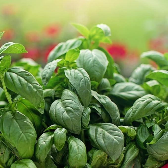 Natural Lip Balm, Perioral Dermatitis Treatment, Calendula Lip Balm, Healing Lip Balm with Immune Supportive Basil & Rosemary Essential Oil, Organic Coconut Oil, 2 Pak, Ora's Amazing Herbal-VivaGrace Women