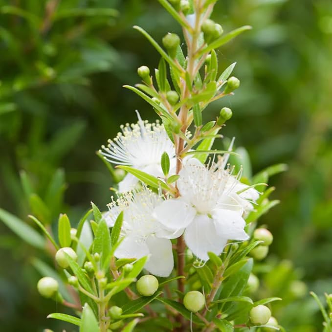 Aromatics International Premium Organic Myrtle Green Essential Oil 5ml | 100% Pure Essential Oil for Diffusion & Aromatherapy-VivaGrace Women