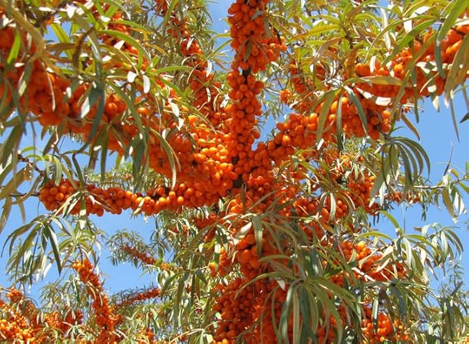 2pcs Lip Lightening for Dark Lips Lip Brightener for Smokers Dark Lip Treatment Lightening Cream for Pink Lips Lip Lightener for Smoker Lips Lip Lightening balm for Men and Women (Orange)-VivaGrace Women