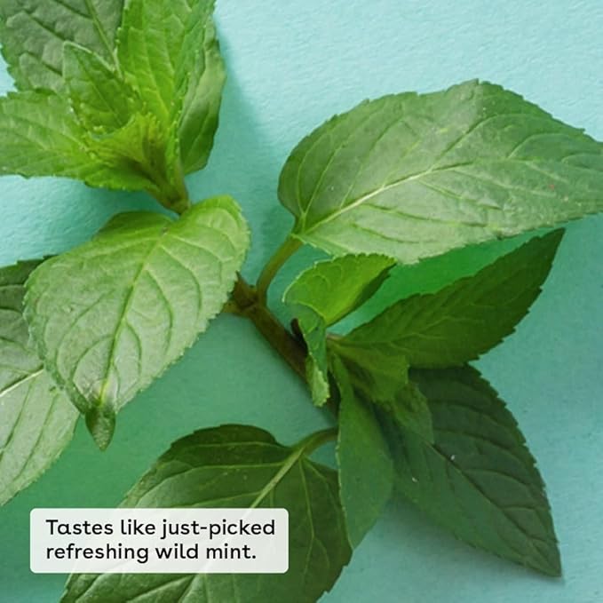 eos 100% Natural & Organic Lip Balm- Sweet Mint, Dermatologist Recommended, All-Day Moisture Lip Care, Made for Sensitive Skin, 0.14 oz-VivaGrace Women