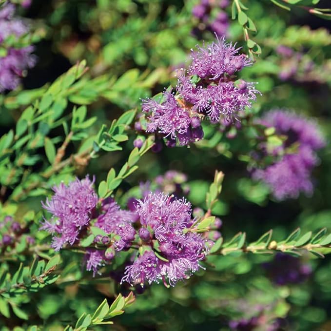 Aromatics International Premium Organic Honey Myrtle Essential Oil 5ml | 100% Pure Essential Oil for Diffusion & Aromatherapy-VivaGrace Women