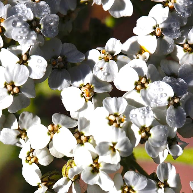 Aromatics International Premium Organic Yarrow Essential Oil 5ml | 100% Pure Essential Oil for Diffusion & Aromatherapy-VivaGrace Women