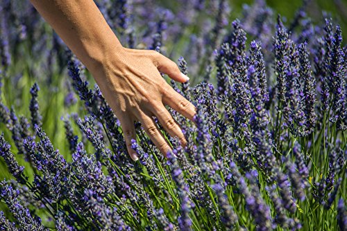 US Organic 100% Pure Lavender Essential Oil, Directly sourced from Bulgaria, USDA Certified Organic, Undiluted, for Diffuser, Humidifier, Massage, Skin, Hair Care, Non GMO, 15 ml-VivaGrace Women
