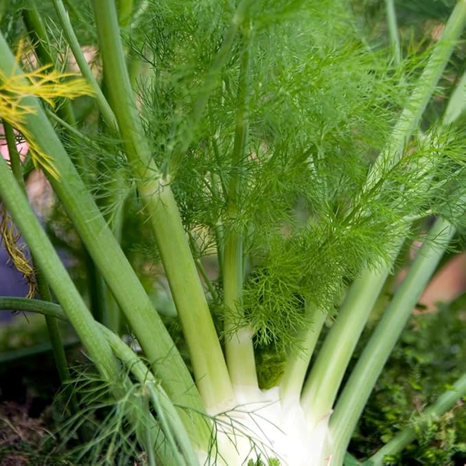 Aromatics International Premium Organic Fennel Sweet Essential Oil 5ml | 100% Pure Essential Oil for Diffusion & Aromatherapy-VivaGrace Women