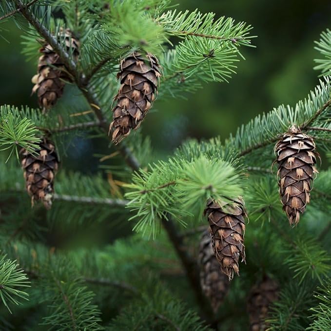 Aromatics International Premium Organic Douglas Fir Essential Oil 18ml | 100% Pure Essential Oil for Diffusion, Aromatherapy & Wellness Use-VivaGrace Women