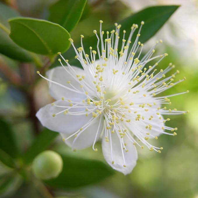 Aromatics International Premium Organic Myrtle Red Essential Oil 5ml | 100% Pure Essential Oil for Diffusion & Aromatherapy-VivaGrace Women