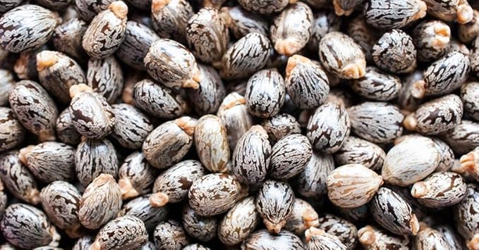 Pure Castor Oil - 8 oz w/Dispense Cap - Pure, Natural, Non-GMO, Hexane-Free, Vegan Carrier Oil - Promotes Hair Growth, Conditions - Skin, Hair, Lashes, Brows, Cuticles & More-VivaGrace Women