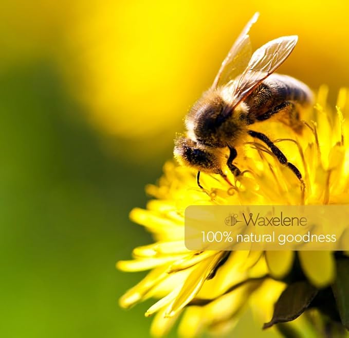 Waxelene Multi-Purpose Ointment, Organic, Lip Tube, Single-VivaGrace Women