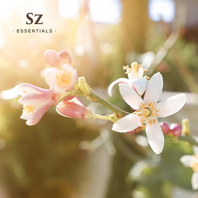 Daidai Blossom Essential Oil - 100% Pure and Undiluted Neroli-Daidai - Citrus Aurantium cv Daidai - Floral & Citrusy Scent with Oriental Overtones - Therapeutic Grade & Vegan - 0.17oz-VivaGrace Women