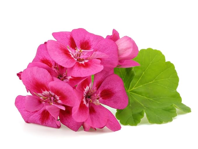 US Organic 100% Pure Geranium Essential Oil - USDA Certified Organic, Steam Distilled - W/Euro droppers (More Size Variations Available) (10 ml / .33 fl oz)-VivaGrace Women