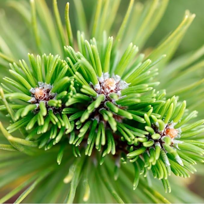 Aromatics International Premium Organic Siberian Fir Essential Oil 18ml | 100% Pure Essential Oil for Diffusion & Aromatherapy-VivaGrace Women