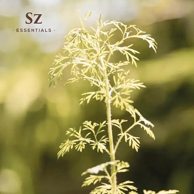 Davana Essential Oil - 100% Pure & Undiluted - Extracted from Artemisia Pallens- Sweet and Sour, Dried-Fruity, and Watermelon-Like Aroma Therapeutic Grade & Vegan - 0.17 oz (5 ml)-VivaGrace Women