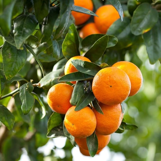 Aromatics International Premium Organic Mandarin Red Essential Oil 5ml | 100% Pure Essential Oil for Diffusion & Aromatherapy-VivaGrace Women