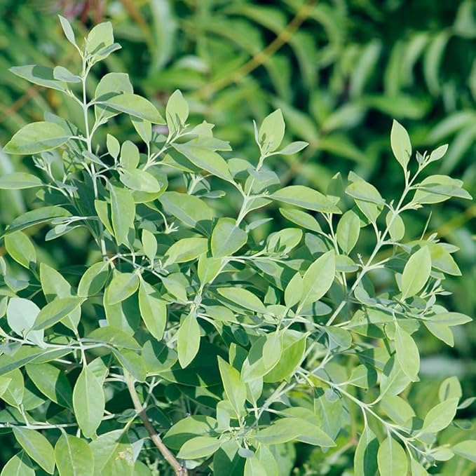 Aromatics International Premium Organic Sandalwood Essential Oil 18ml | 100% Pure Essential Oil for Diffusion & Aromatherapy-VivaGrace Women