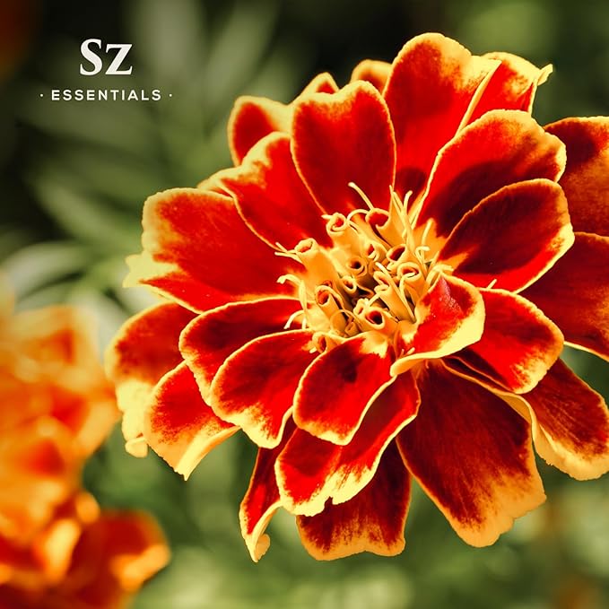 Marigold Essential Oil - aka. Calendula Officinalis - 100% Pure and Undiluted - Unlock The Precious Aroma of Real Marigold - Therapeutic Grade & Versatile Usage - 0.17oz-VivaGrace Women