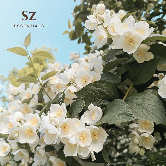 Jasmine Absolute Essential Oil – 100% Pure & Undiluted – 4 Jasminum Species – Divine Floral & Exotic Scent! – Aromatherapy & Natural Perfumery - Therapeutic Grade & Vegan – 0.17oz (5mL)-VivaGrace Women