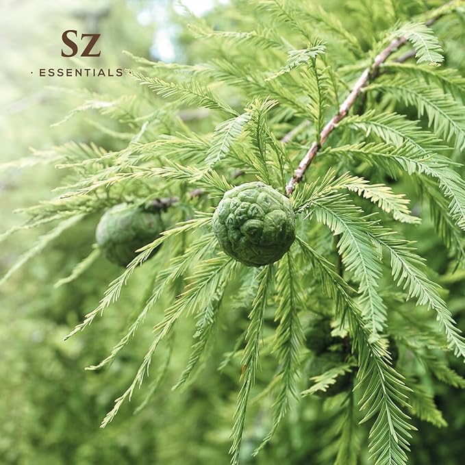 Cypress Essential Oil (Cupressus sempervirens) - 100% Pure & Undiluted - Fresh Crisp & Woody Aroma with Overtones of Earth and Evergreen - Therapeutic Grade and Vegan - 0.17 oz (5ml)-VivaGrace Women