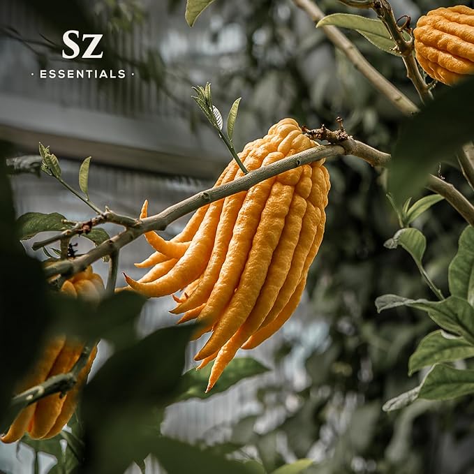 Buddha's Hand Essential Oil, 100% Pure, Extracted from The Most Fragrant Italian Finger Citron - Citrusy & Lemony Scent with Sweet Overtones - Therapeutic Grade & Vegan - 0.17oz (5ml)-VivaGrace Women