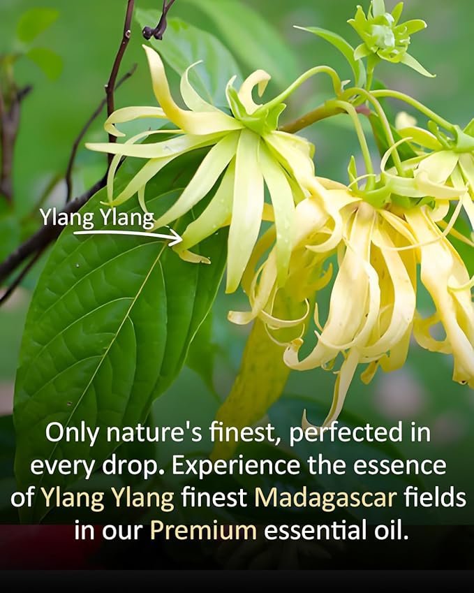 Pure Ylang Ylang Essential Oil, 100% Pure Natural Ylang Ylang Essential Oil, Premium Grade Essential Oils for Diffusers for Home, Skin, Care Massage, Soap Make, Aromatherapy, 4 Fl Oz | 120ml-VivaGrace Women