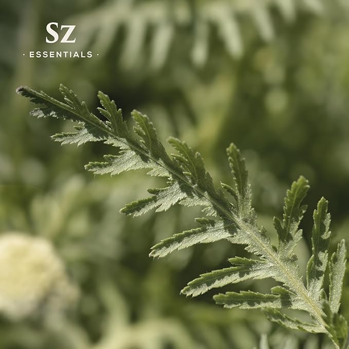 Davana Essential Oil - 100% Pure & Undiluted - Extracted from Artemisia Pallens- Sweet and Sour, Dried-Fruity, and Watermelon-Like Aroma Therapeutic Grade & Vegan - 0.17 oz (5 ml)-VivaGrace Women