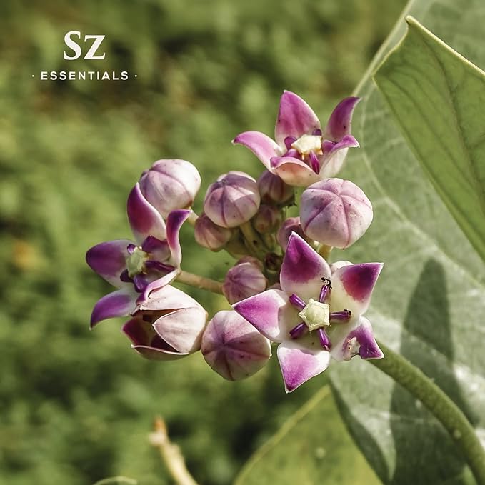 Ashwagandha Essential Oil, 100% Pure and Natural - Undiluted, Steam Distilled from Withania Somnifera - Woody & Earthy Scent with Nutty Overtones - Therapeutic Grade & Vegan - 0.17oz-VivaGrace Women