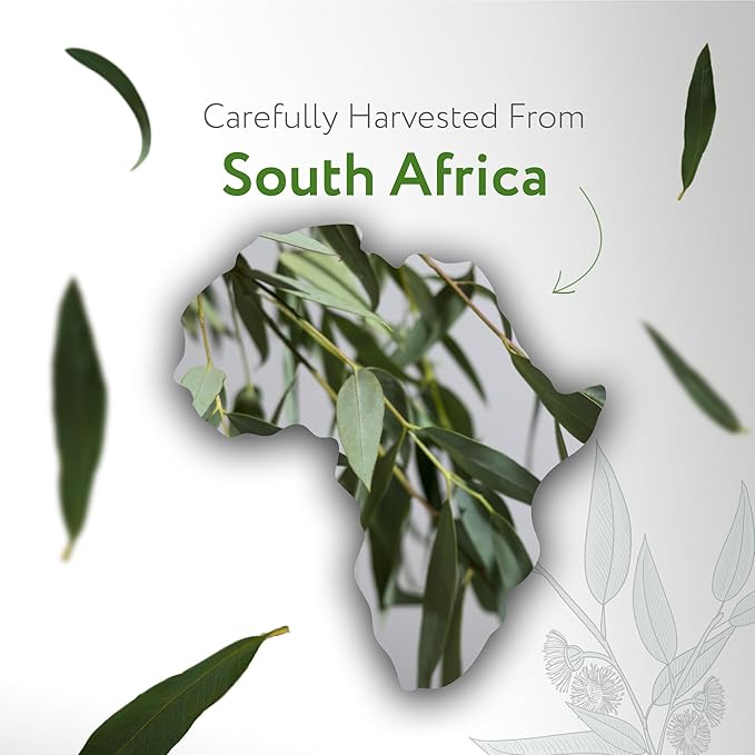 HBNO California Bottled Organic Eucalyptus Essential Oil (Radiata) 1 fl oz (30ml) - USDA Certified Organic Eucalyptus Oil - Perfect Eucalyptus Oil Essential Oil for Aromatherapy-VivaGrace Women