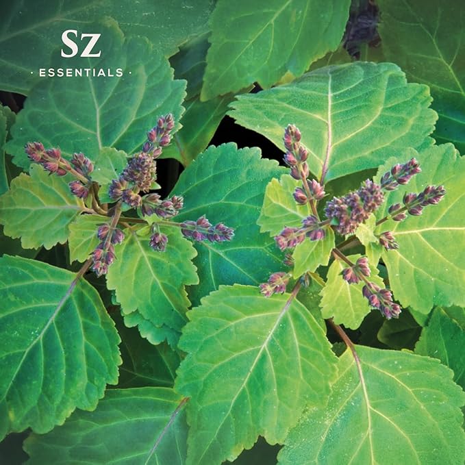 – 5-Year Aged Dark-Patchouli – Premium Essential Oil – Deep, Earthy Aroma | 100% Pure for Aromatherapy, Wellness & Natural Perfumery – DIY | Therapeutic Grade & Vegan – 0.17 fl oz.-VivaGrace Women