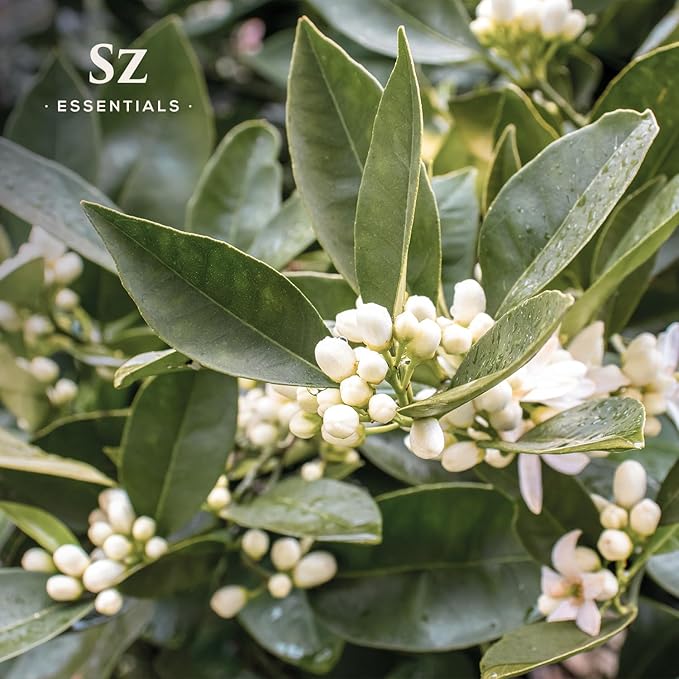 Petitgrain Sur Fleurs Essential Oil - 100% Pure and Undiluted - Extracted from Neroli-Bitter Orange Tree - Citrusy & Woody Scent with Fresh Neroli Floral Overtones - Therapeutic Grade-VivaGrace Women