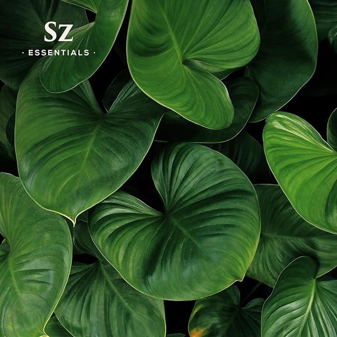 Gandhi Root Essential Oil, 100% Pure Sugandh Mantri Oil, Steam Distilled from Homalomena Aromatica - Sweet & Woody Scent w/Earthy Overtones - Therapeutic Grade & Vegan - 0.17oz (5ml)-VivaGrace Women