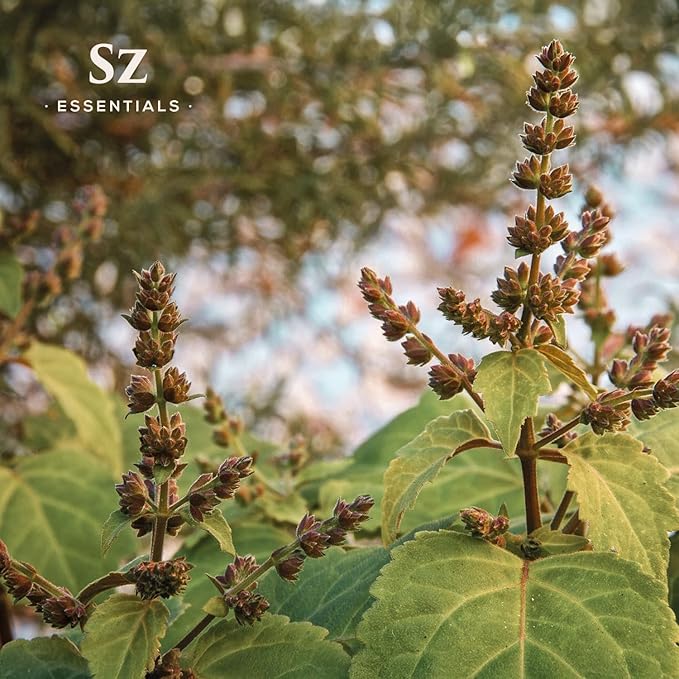 – 5-Year Aged Dark-Patchouli – Premium Essential Oil – Deep, Earthy Aroma | 100% Pure for Aromatherapy, Wellness & Natural Perfumery – DIY | Therapeutic Grade & Vegan – 0.17 fl oz.-VivaGrace Women