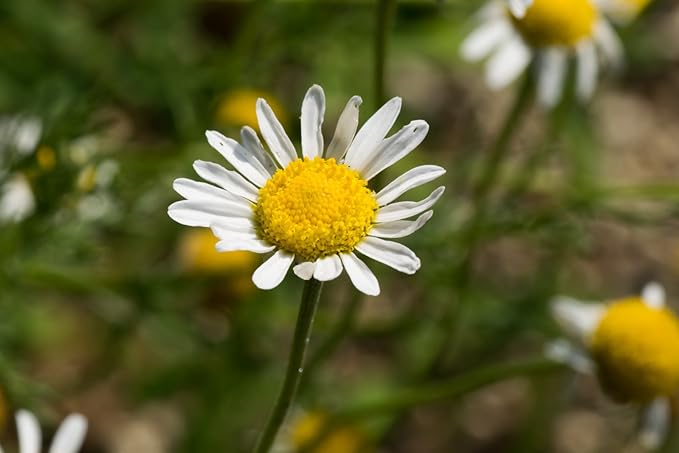 US Organic 100% Pure Chamomile (Roman) Essential Oil - USDA Certified Organic, Steam Distilled - W/Euro Dropper (More Size Variations Available) (5 ml)-VivaGrace Women